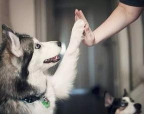 武汉宠物爆料案件最新情况,真相大白,法律将如何裁决?